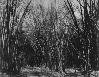 Bamboo Clump, Trinidad, c.1891 by English Photographer
